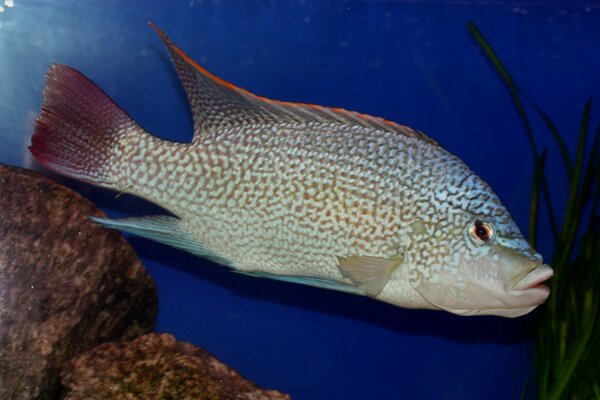 Oreochromis tanganicae