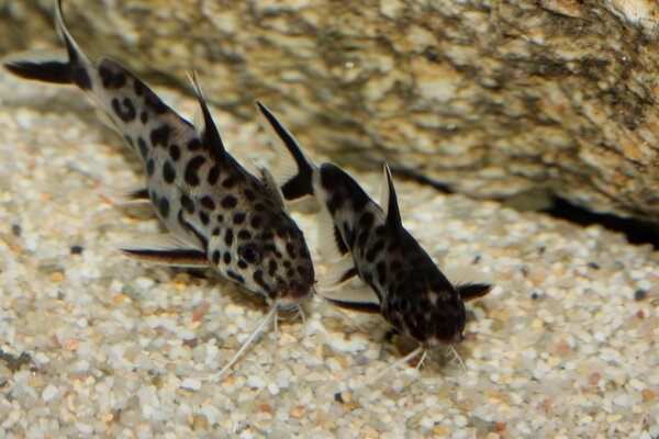 Synodontis petricola