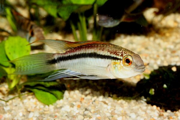 Apistogramma, ev. odlingsform