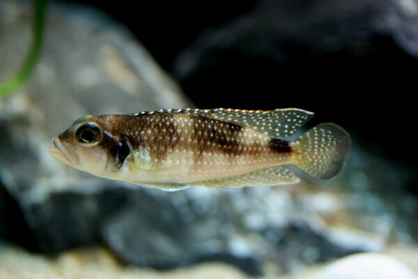 Lamprologus stappersi