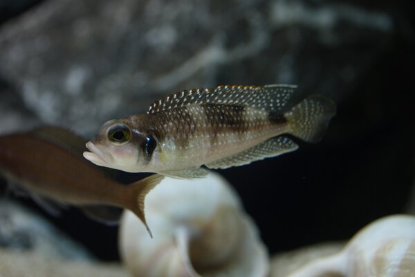 Lamprologus stappersi