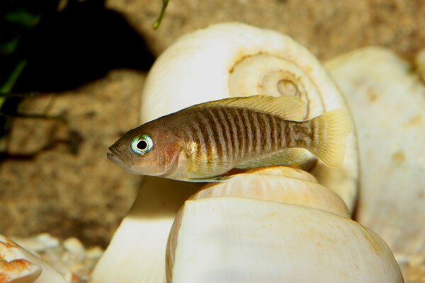 Lamprologus multifasciatus