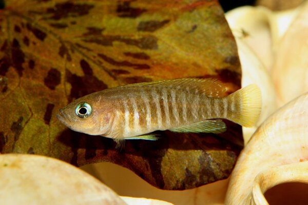 Lamprologus multifasciatus