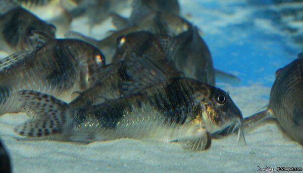 Corydoras ehrhardti