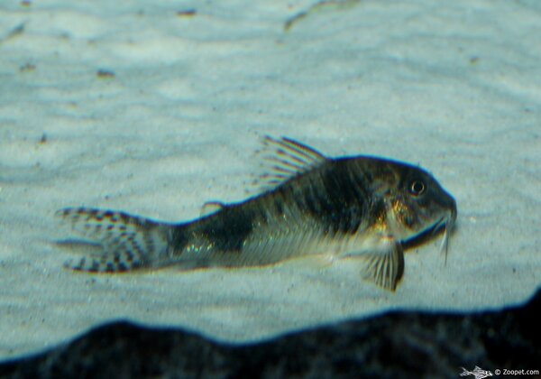 Corydoras ehrhardti