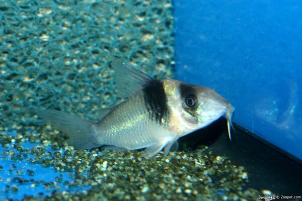 Corydoras virginiae