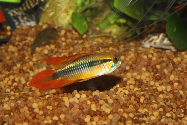 Apistogramma agassizii