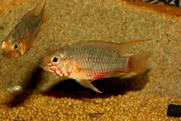 Apistogramma hongsloi