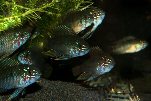 Apistogramma borellii