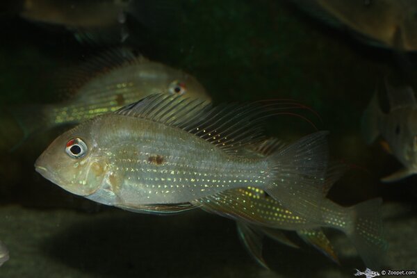 Geophagus heckelii