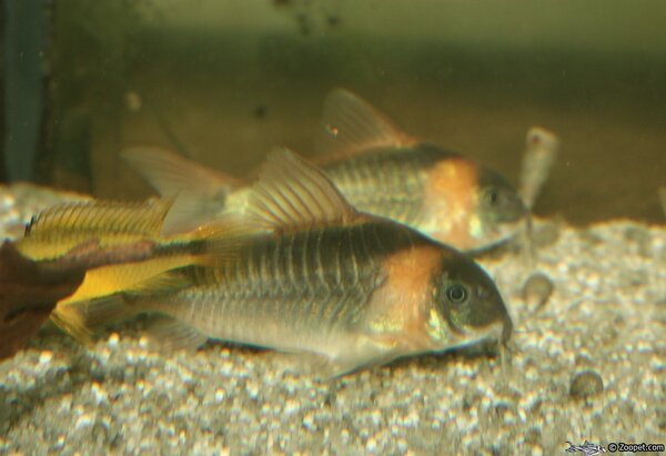 Corydoras eques