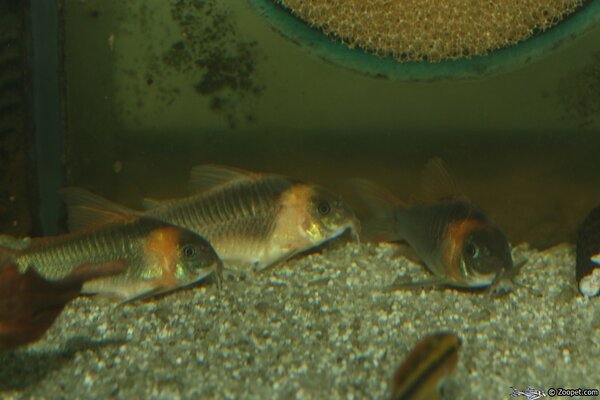 Corydoras eques