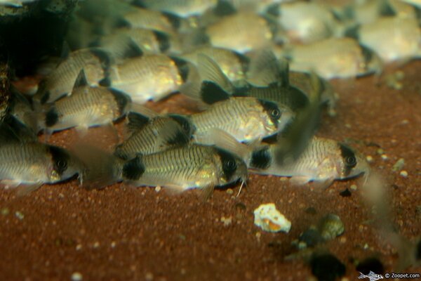 Corydoras oiapoquensis