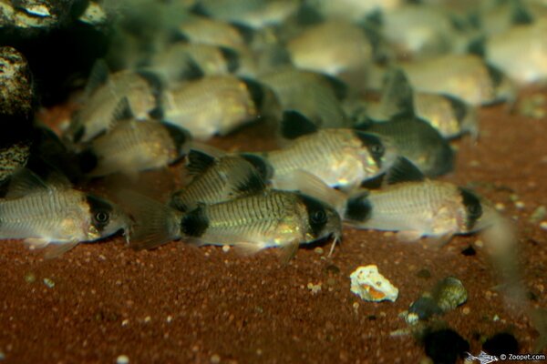 Corydoras oiapoquensis