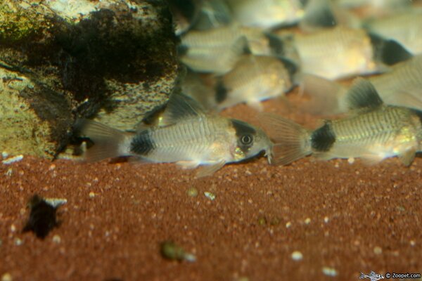 Corydoras oiapoquensis