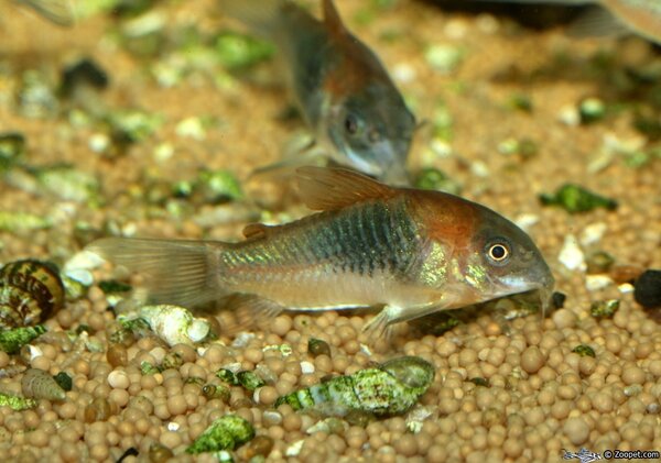 corydoras venezuleanus