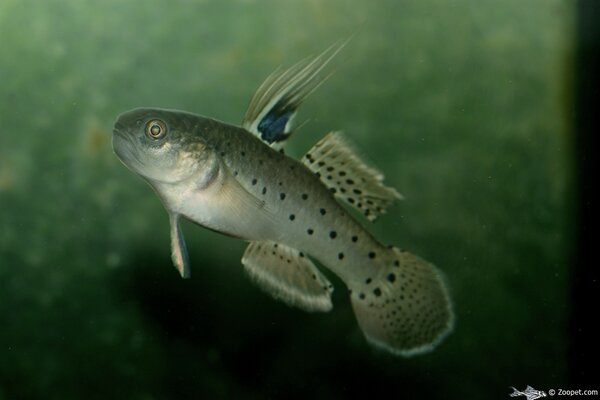 Stigmatogobius sadanundio