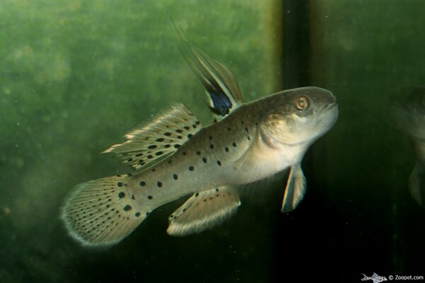 Stigmatogobius sadanundio