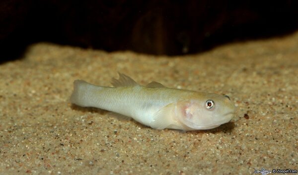 Chlamydogobius eremius, ungfisk