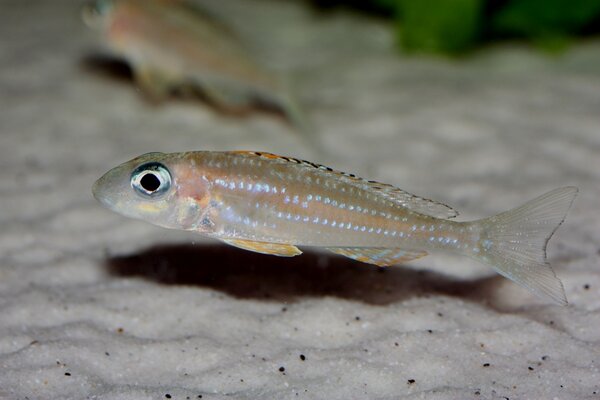 Xenotilapia papilio