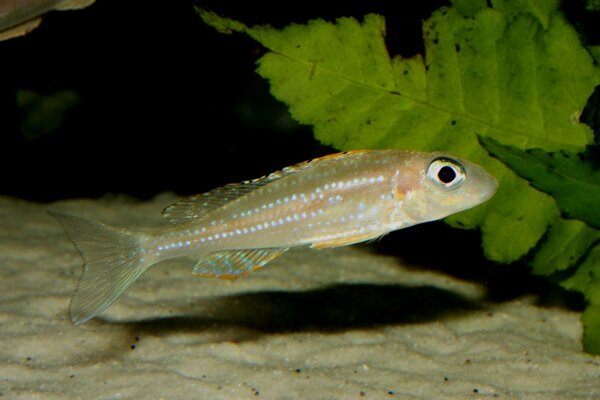 Xenotilapia papilio