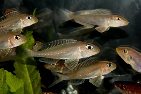 Xenotilapia papilio