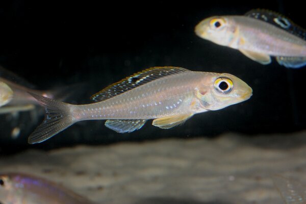 Xenotilapia papilio?