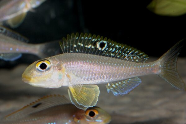 Xenotilapia papilio?