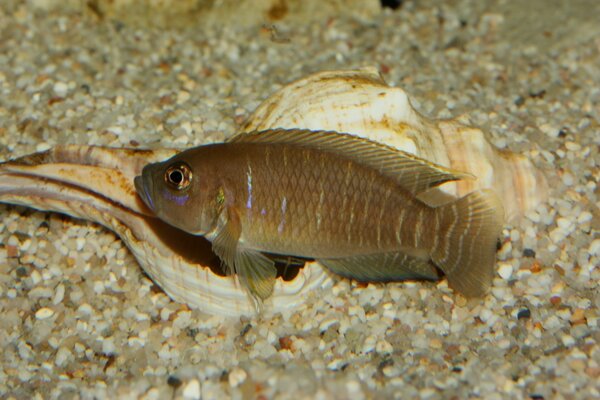 Lamprologus brevis