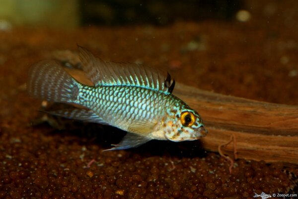 Apistogramma sp.