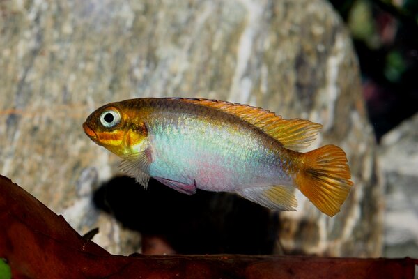 Pelvicachromis taeniatus