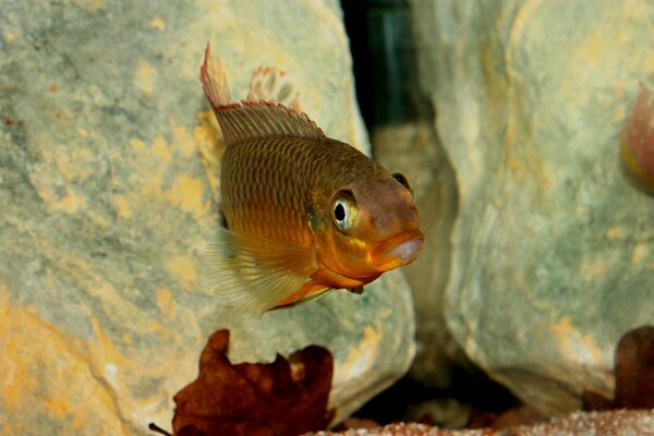 Pelvicachromis taeniatus