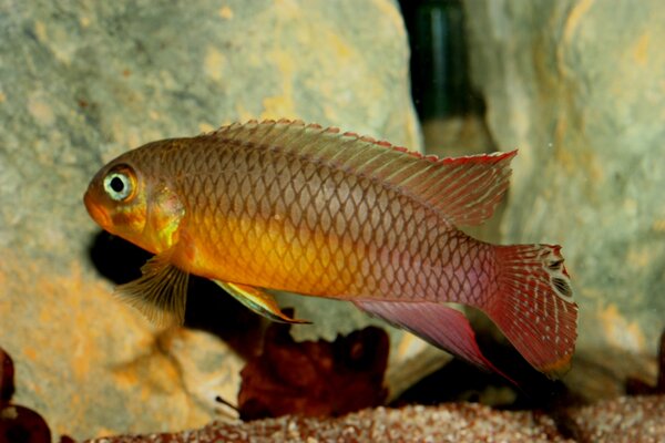 Pelvicachromis taeniatus