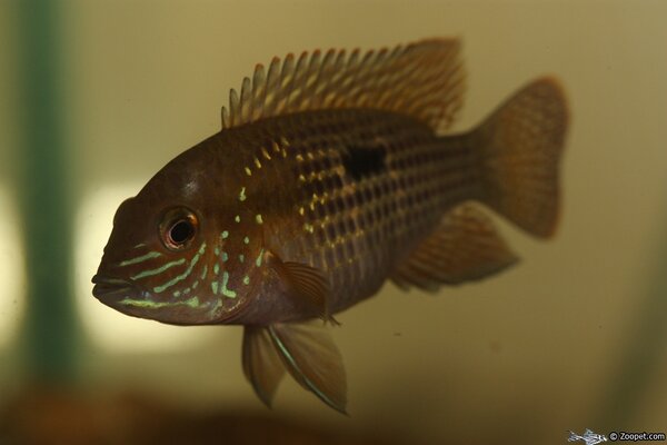 Aequidens rivulatus