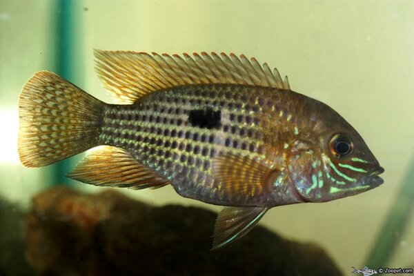 Aequidens rivulatus