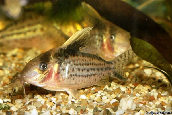 Corydoras robustus