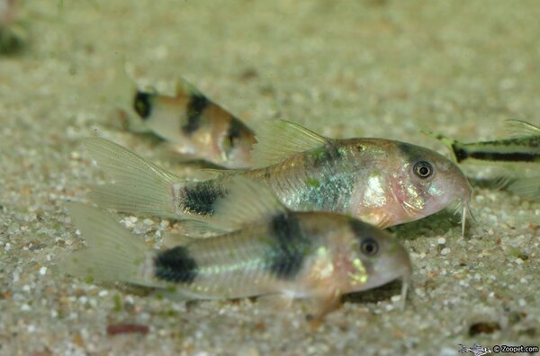 Corydoras weitzmani