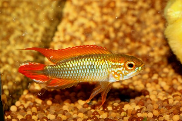 Apistogramma agassizii