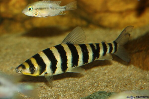 Leporinus affinis