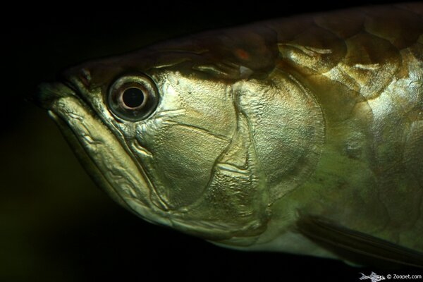 Arowana