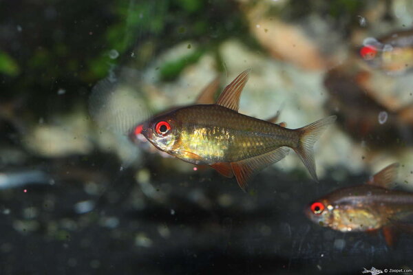 Hyphessobrycon cf. pulchripinnis