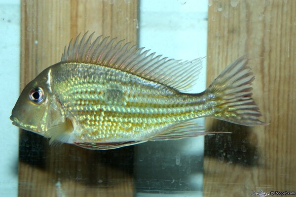 Geophagus Winemilleri