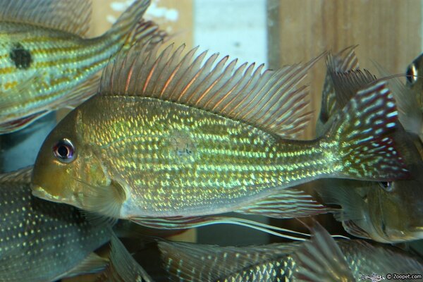 Geophagus Winemilleri