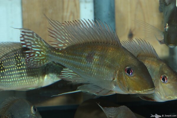 Geophagus Winemilleri