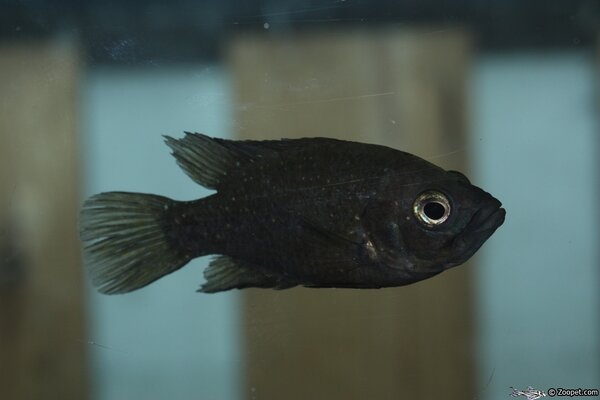 Paratilapia polleni