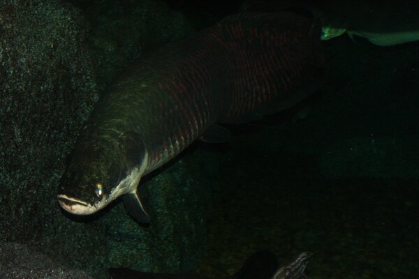 Arapaima