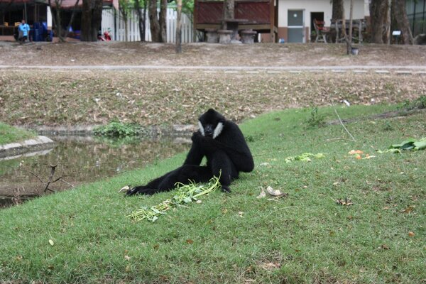 Apa på djurparken nära Pattaya