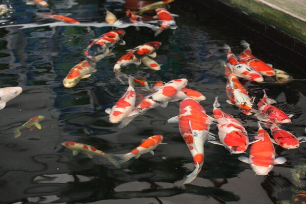 Koi