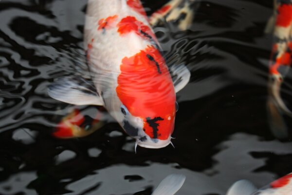 Koi