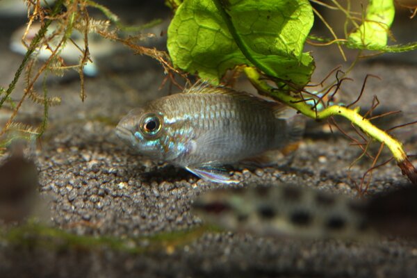 Apistogramma paucisquamis